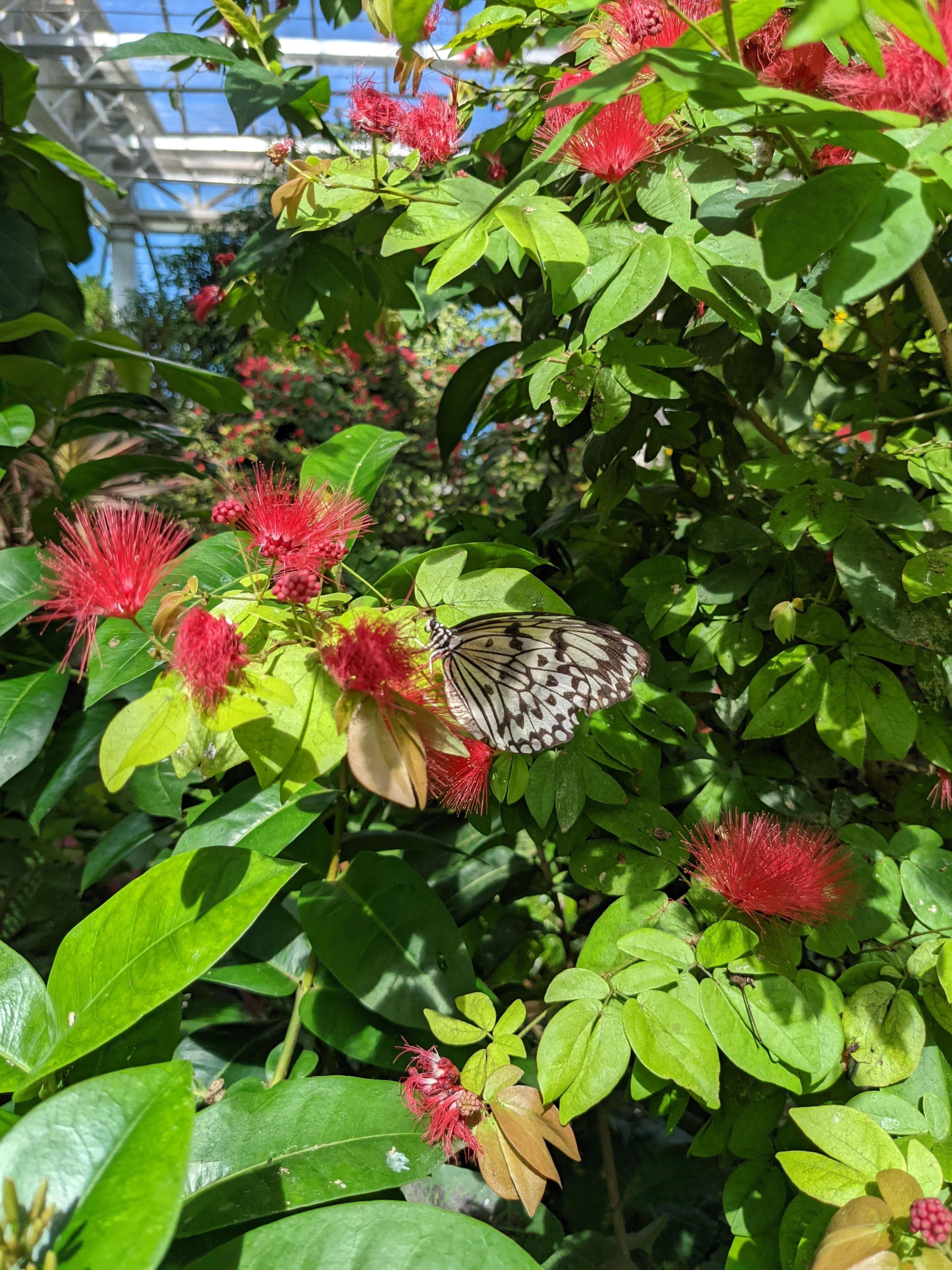Tips for Visiting the Key West Butterfly & Nature Conservatory